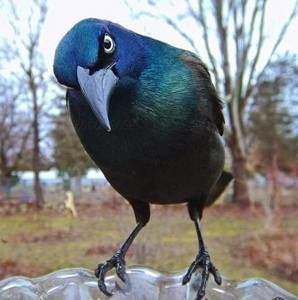 Meet your Posher, Renee